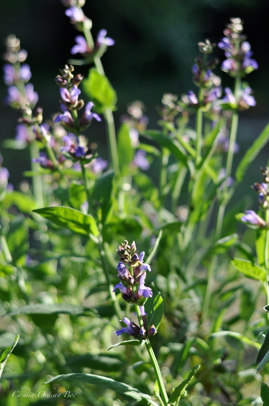 Gradina care se pune pe masa...