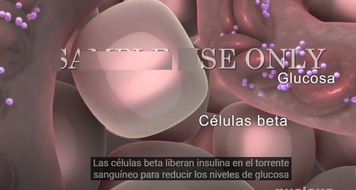 Celulas Beta del Pancreas Liberando Insulina