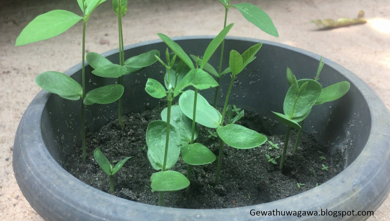 How to Cultivate Butterfly Pea Flower Plants