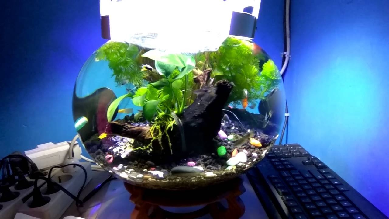 aquascape kecil 60 model akuarium kecil cocok untuk hiasan kamar anda aquascape kecil 60 model akuarium kecil cocok untuk hiasan kamar anda