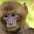 Morte de macacos por febre amarela pode indicar pico da doença nas regiões Sul e Sudeste do Brasil