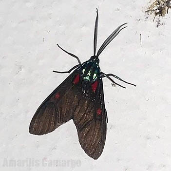 Insetologia - Identificação de insetos: Mariposa Cyanopepla em São Paulo