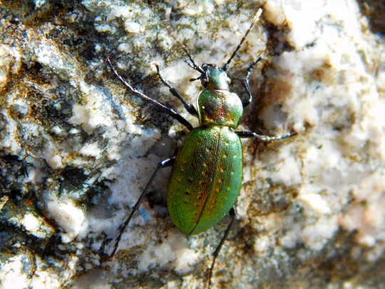 Biegacz Fabriciego (Carabus fabricii).