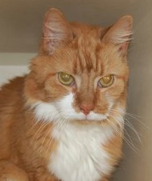 Hyperthyroid Cats Treatment Natural Hyperthyroid Cats Treatment Natural