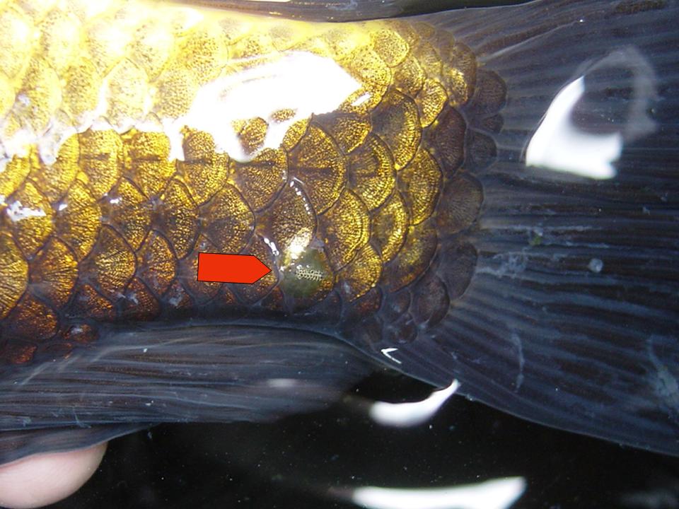 Betta Disease: External Parasites ~ Nice Betta