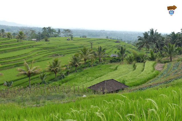 Terrazas de arroz de Jatiluwih