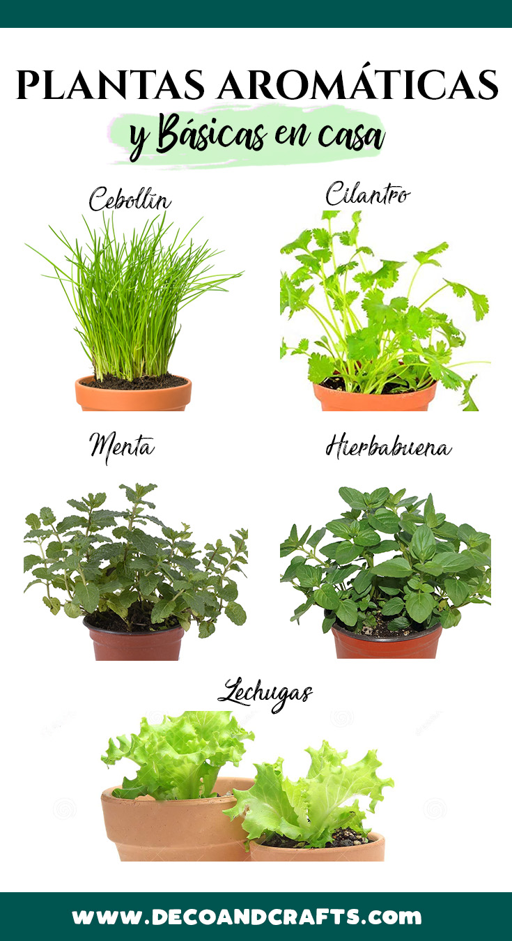 UN HUERTO EN MI DEPARTAMENTO PLANTAS COMESTIBLES FÁCILES DE CUIDAR