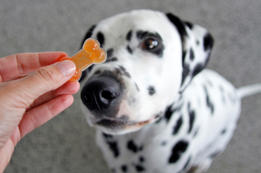 {RECIPE} Watermelon Gelatin Gummy Dog Treats — Dalmatian DIY