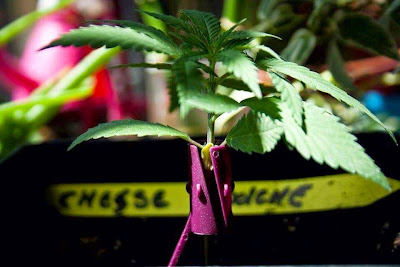 medussa cannabis medussa cannabis