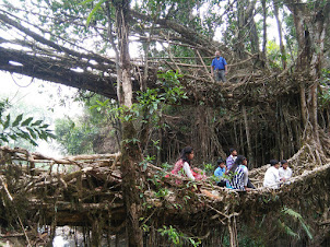 A View of  " DOUBLE ROOTS LIVING BRIDGE ".