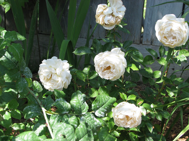 Robyn's Roses