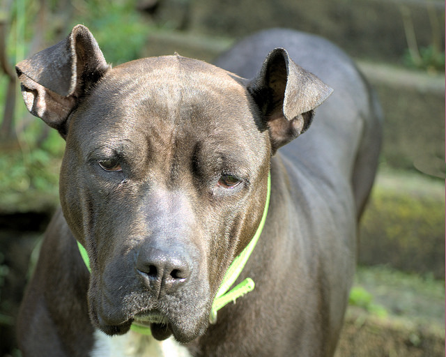 Which dog breed is right for me What are the pros and cons of choosing