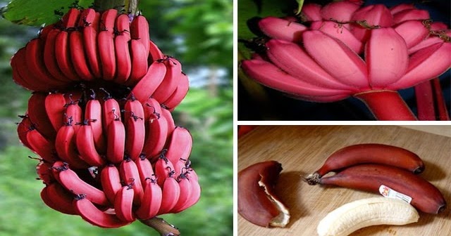  الموز الاحمر Large-red-bananas