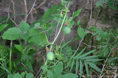 Passiflora species