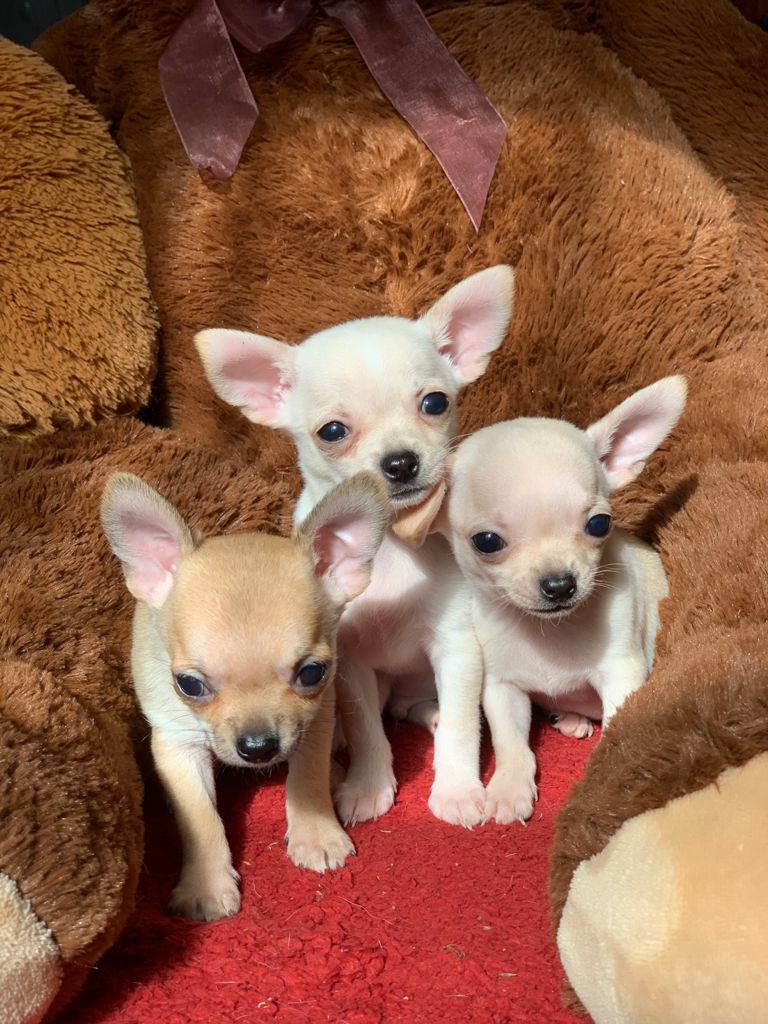Chihuahua de Bolsillo