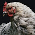 Cara Beternak Ayam Arab Yang Mudah, Cepat Berhasil, Dan Untung