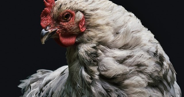 Cara Beternak Ayam Arab Yang Mudah Cepat Berhasil Dan Untung Investasi Untung