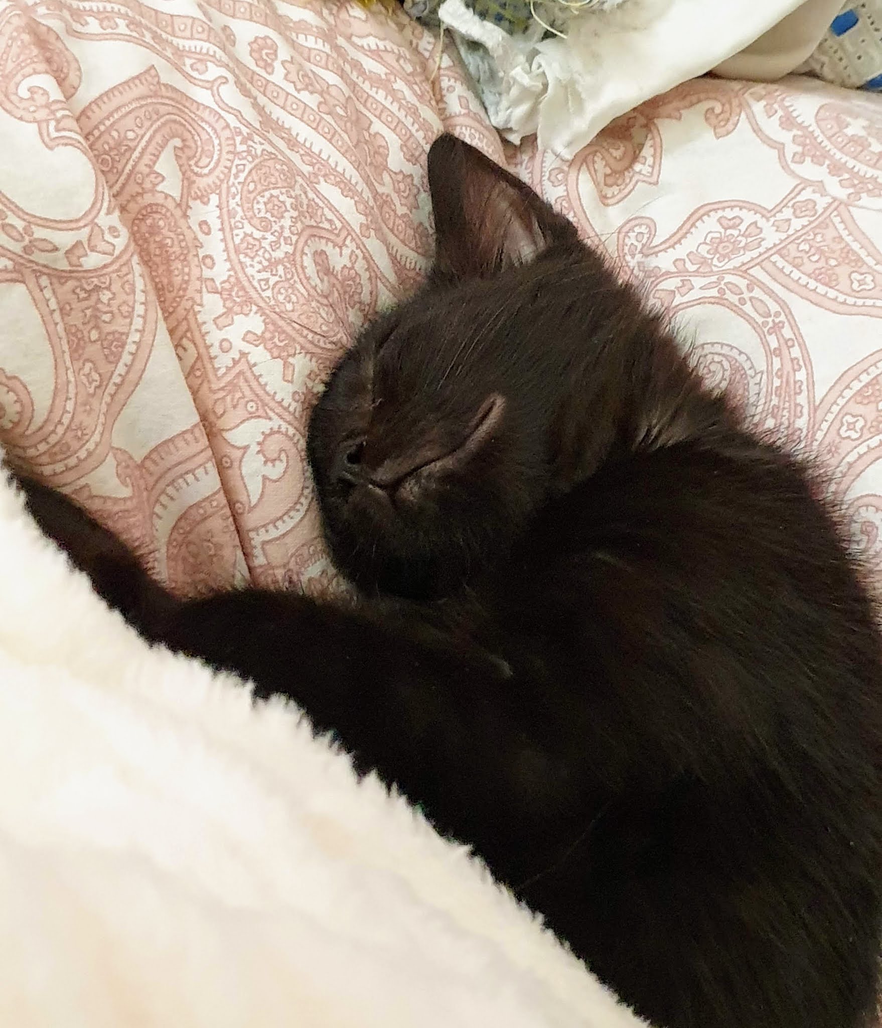 Mihaela & Family Lifestyle and more