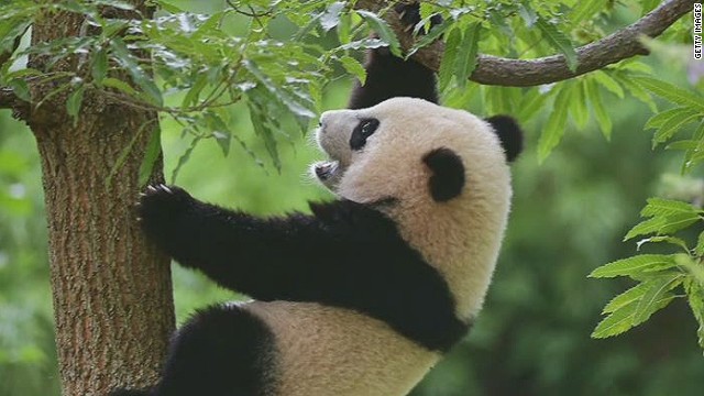 Hình ảnh gấu trúc Panda dễ thương và đáng yêu nhất
