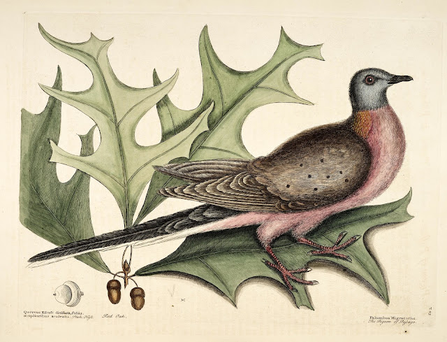 Earliest published illustration of a passenger pigeon