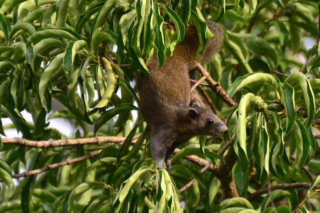Callosciurus caniceps Callosciurus caniceps