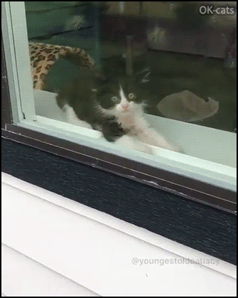 Scared Kitten GIF • OMG, poor angry kitty with crazy eyes hissing hard and falling back on floor! Scared Kitten GIF • OMG, poor angry kitty with crazy eyes hissing hard and falling back on floor!