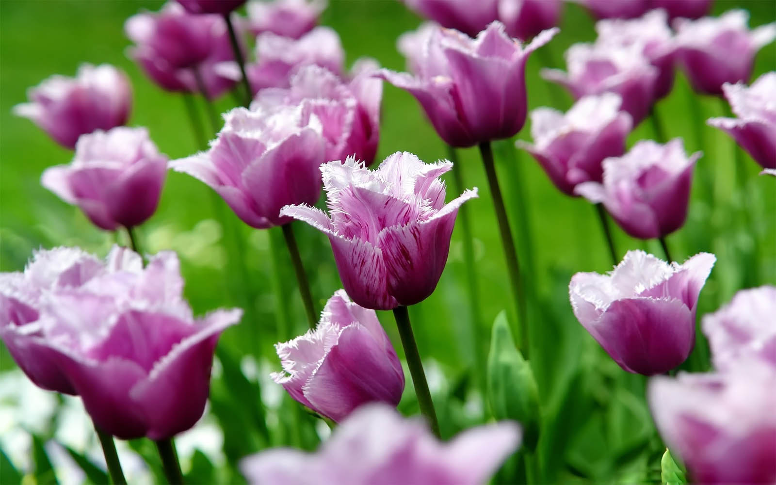 Wallpapers Purple Tulips Flowers Wallpapers HD Wallpapers Download Free Map Images Wallpaper [wallpaper376.blogspot.com]