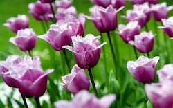 tulips purple flowers wallpapers desktop backgrounds tulip flower spring flores bing google imagenes margaritas netherlands keywords tulipanes