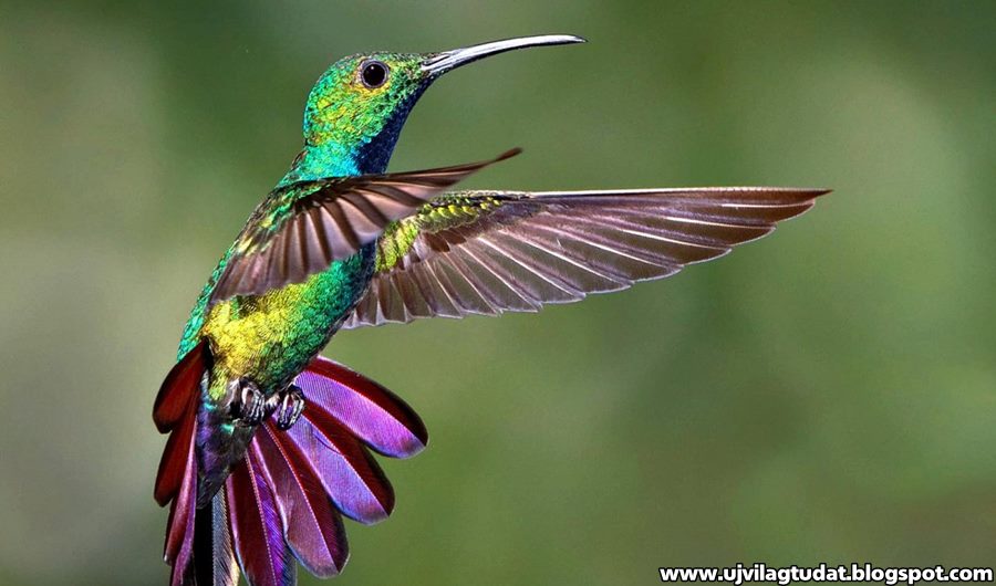 kolibri látás és hogyan