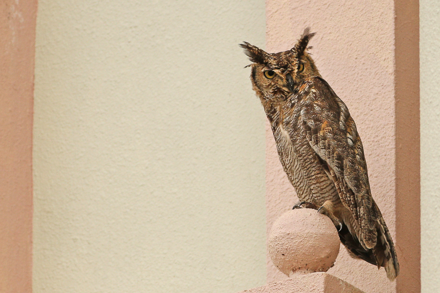 Arabian Spotted Eagle Owl