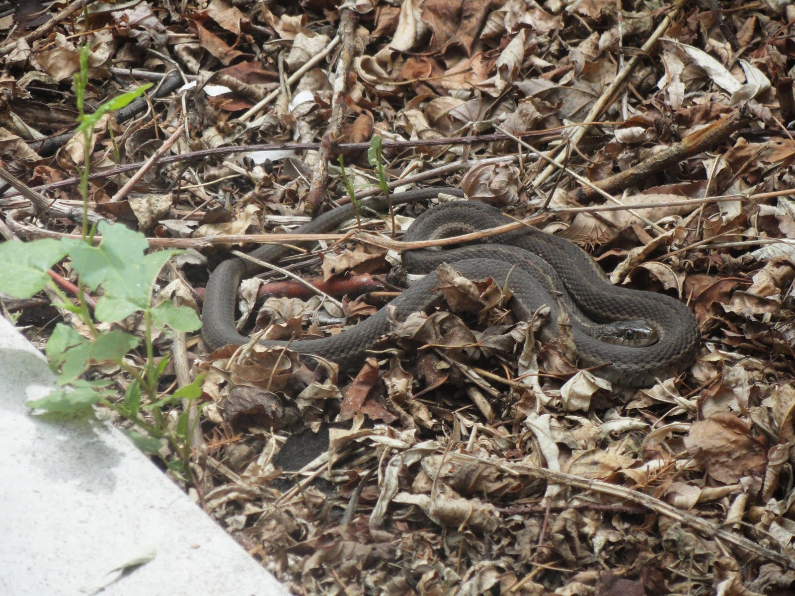 Elisa...Creating Memories: beware! snakes in my backyard