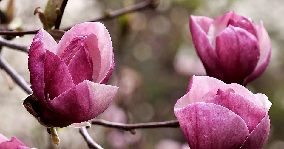 Calendars Printable / Twitter Headers / Facebook Covers / Wallpapers Flowers Twitter Header