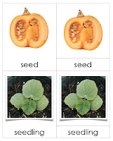 The Helpful Garden: Life Cycle of the Pumpkin Nomenclature and Control ...