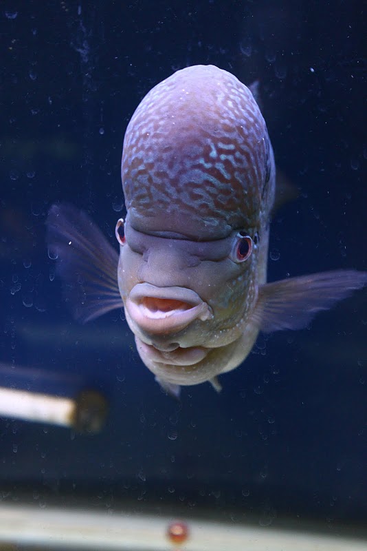 Flowerhorn The Hybrid Cichlids Incredible Flowerhorn