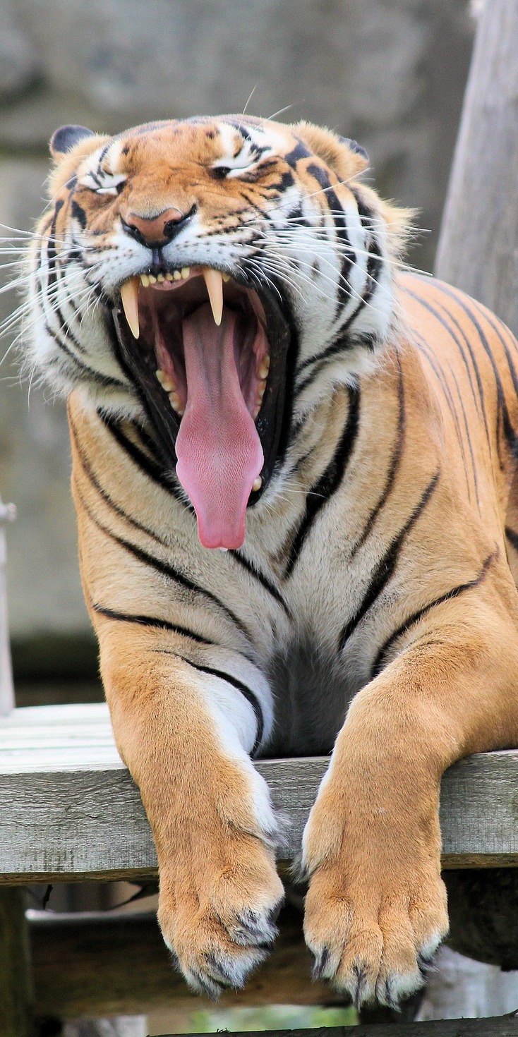 Mighty tiger yawn. Mighty tiger yawn.