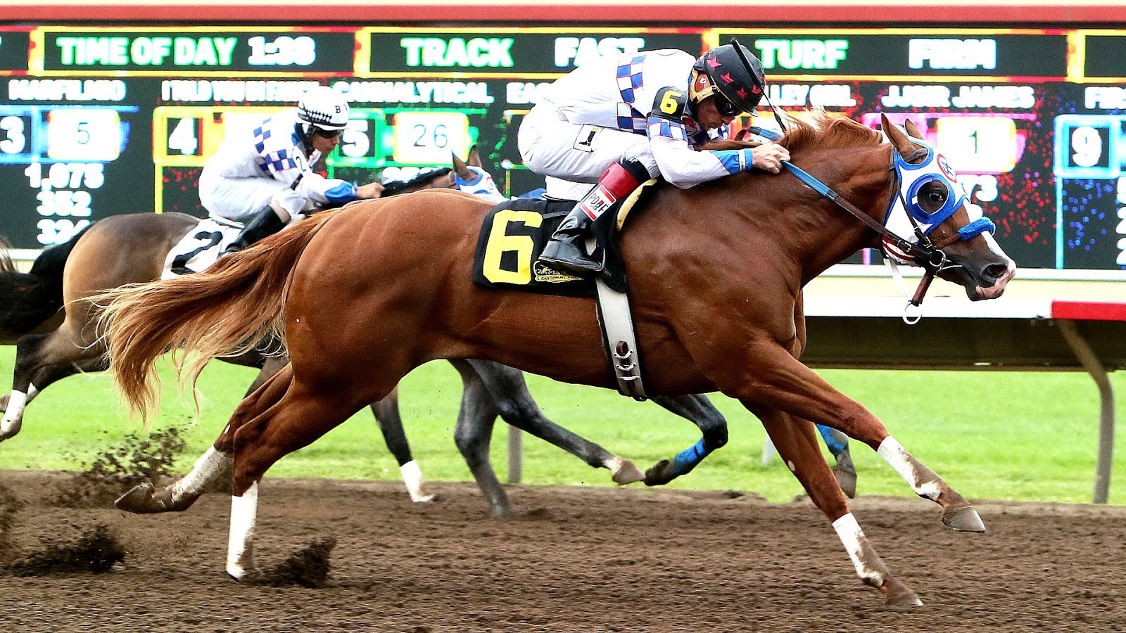 Texas Horse Racing Commission Horse Choices