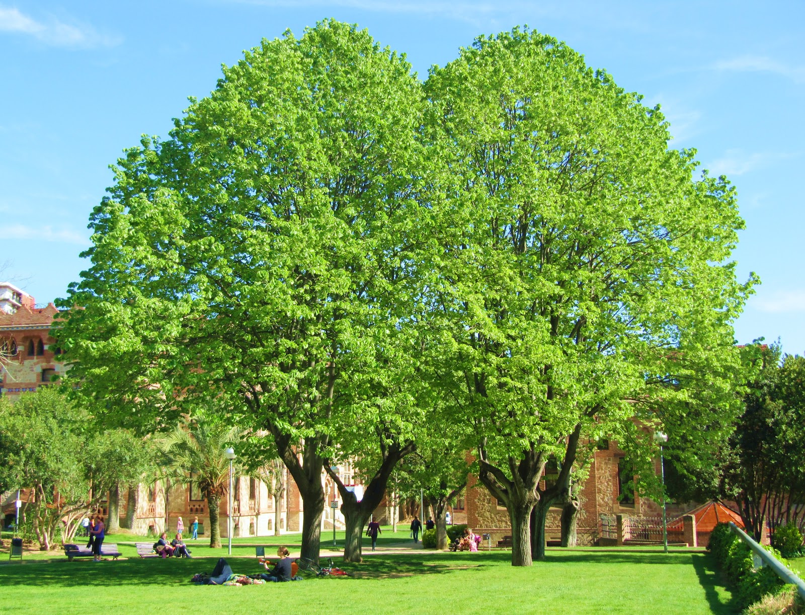 Tazón de Té: Como los Árboles