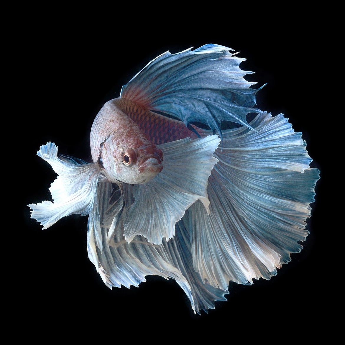 Marlique Kumpulan Jenis Ikan  Cupang  yang Menakjubkan