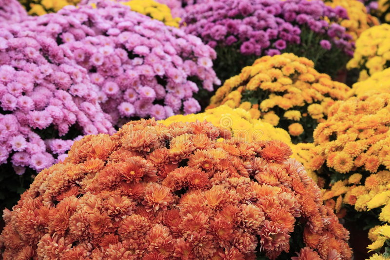 Gardening Tips For Small Spaces Don T Toss Those Mums Winter Them Over