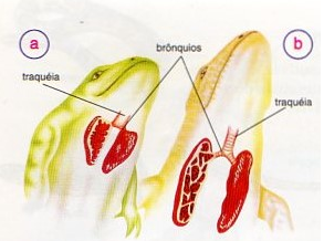 a tricolina biologa: Classe dos Répteis = rastejante = reptare