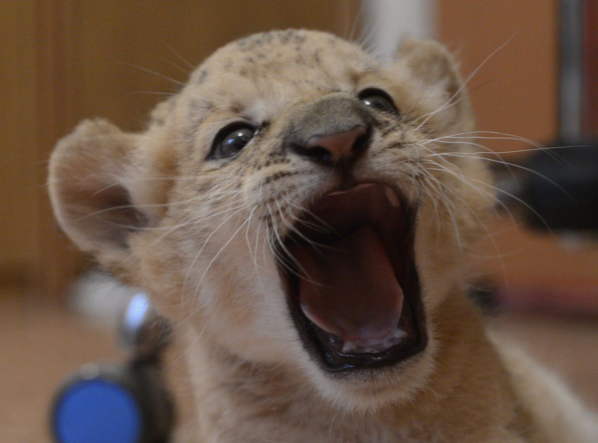 The world's first Liliger born at Russian zoo (20 pics) Amazing Creatures