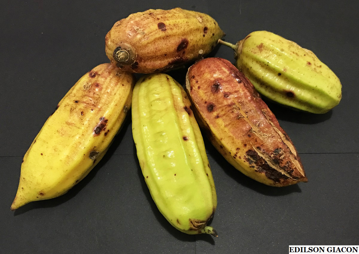 Viveiro Ciprest - Plantas Nativas e Exóticas: Guajilote ou Bananinha