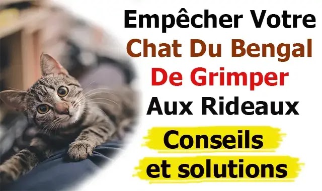 Empêcher Votre Chat Du Bengal De Grimper Aux Rideaux