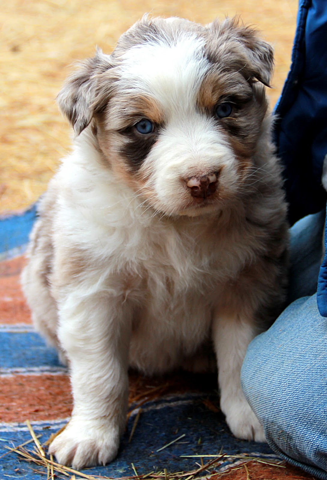 Aussie Puppies For Sale March 30, 2013 Red Merle Males (2 of them)