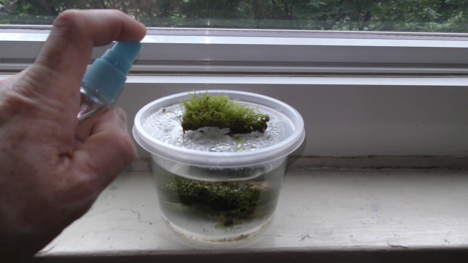 Random Bits Two Ways to Grow Land Moss Underwater