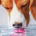 Tι μπορεί να πίνει ο σκύλος εκτός από το νερό;...