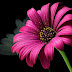 Latest Good Morning Images With Flowers