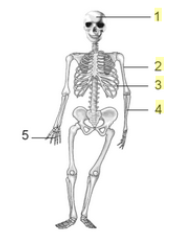 Manakah diantara kelompok tulang di bawah ini yang kesemuanya tergolong tulang pipa?