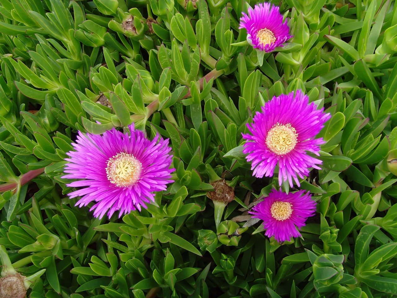 자유민주주의 성냥불 이야기 [사진] 캘리포니아 포스터 시티 (Foster City)