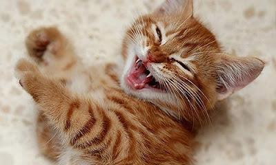 cute-beauty-cat-c...bea230_h-172ea9e-500x300